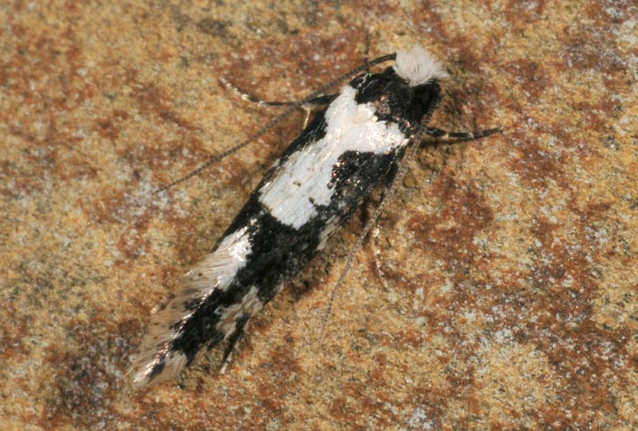 Tineidae 1